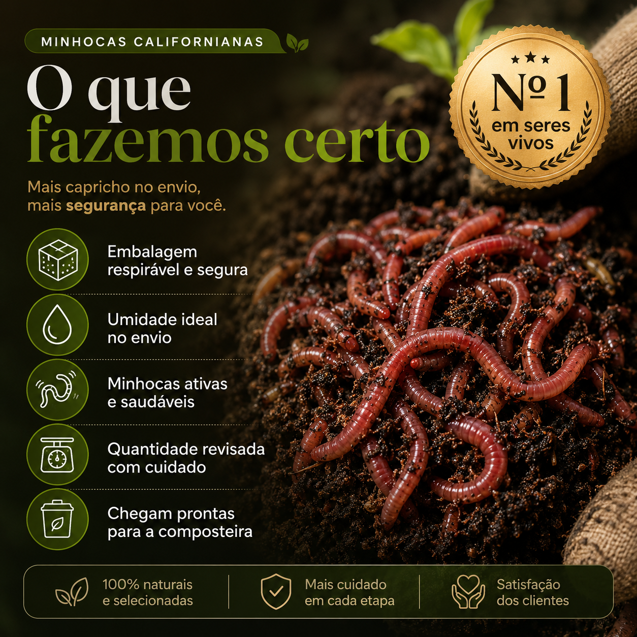 Minhoca Californiana Para Compostagem Húmus - foto 3